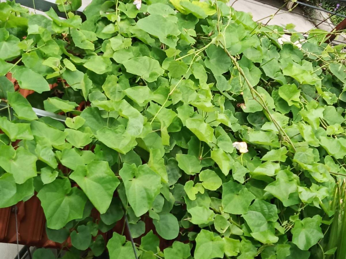 Green Space Homestay Ninh Bình Kültér fotó