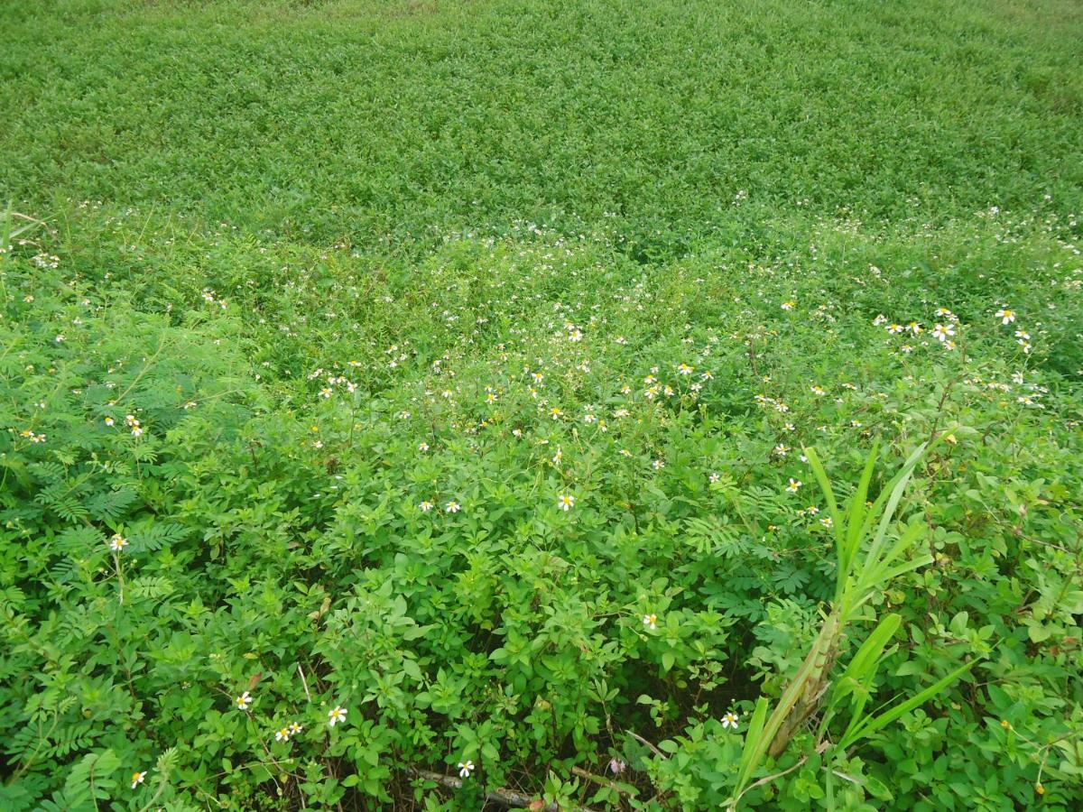Green Space Homestay Ninh Bình Kültér fotó